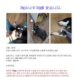 [찾아주세요] [방학2동] 슈나우저를 찾아주세요!!