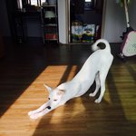 진돗개엄마+스피츠아빠