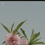 [댓글부탁] 이거 <b>꽃이름</b> 뮤ㅓㄴ지알아??