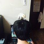 엄마가 제가키우는 앵무새를 날려보냈어요..