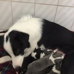 보더콜리 <b>꼬물</b>이 여섯~