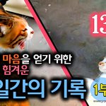 [<b>람</b>쥐] 13화 - <b>람</b>쥐의 마음을 얻기 위한 랑이의 눈물겨운 10일간의...