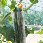 [콜로라도] 열도의 <b>이색</b>오이