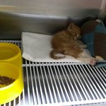 [함안길천사] 극심한 영양상태 <b>불량</b>으로 구조된 새끼고양이.