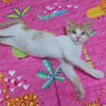 나의 동거남 '<b>도칠</b>이'(영상 추가)