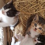[꼭댓글부탁] 다시돌아온 주인을 찾습니다!!!