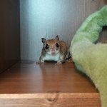 [교감] 하늘다람쥐의 토이스토리 