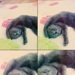 애교냥 무무