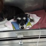 우리집 강아지 무지개다리 건넜네요...