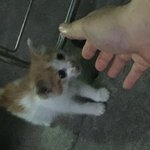 새끼 고양이 때문에 걱정입니다.