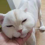 상도동 흰페르시안 찾아요(<b>사례</b>있음)