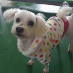 [함안길<b>천사</b>] 사상충도 이겨낸 말티즈 아롱이.