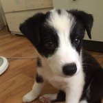 보더콜리 꼬물이들의 엄마 보더콜리 <b>보리</b>