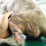 [유기견] <b>난도질</b>을 당한 마음이에게 희망을 전해주세요.