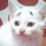 [인피니트] 이고양이 완전 귀여워