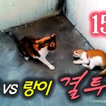 [<b>람</b>쥐] 15화 - <b>람</b>쥐 vs 랑이와의 결투_시즌2