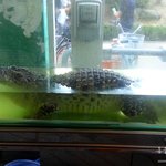 불쌍한 악어를 살려주세요