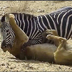 <b>대낮</b> 길거리에서 사랑을 나누는 정신나간 커플