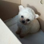 <b>장모</b>치와와+푸들 믹스 순진이예요