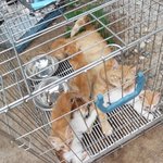 [캣케어] 20150617 <b>청주</b>유기동물보호소 고양이들 [도와주세요...