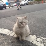 경주 <b>동천동</b> 우방아파트 고양이 주인찾아요