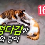 [<b>람</b>쥐] 16화 - 다정다감한 <b>람</b>쥐와 랑이_시즌2