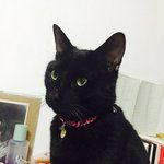 [<b>개냥</b>이] 상남자 동구