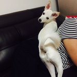 진돗개엄마 + 스피츠아빠