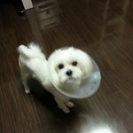 ㅋㅋㅋ털깎고 어려진 밍키