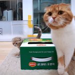 [수리<b>노을</b>] 상자가 좋은 냥이들