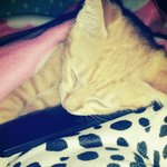 [EXO] 고양이 <b>분양</b>받았는데 ㅈㄴ 심쿵이다