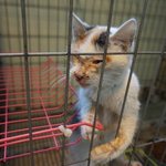 [캣케어] "쪼<b>민이</b>"의 처음이자 마지막 이야기...