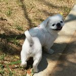 (후기)<b>니자식</b> 똥은 너님이 제발 치우세요.