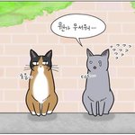 [고양이뚜껑] <고양이 뚜껑>입니다! 곧 좋은 <b>소식</b> 들려올 것 같아요!...