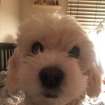 말티코 뿌꾸 소개합니다