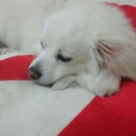[스피츠볼리] 스피츠볼리 <b>여름</b>이라 더워요~~