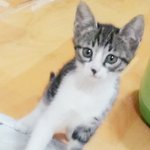 [똥꼬냥레오] 울 똥꼬냥이 Oh레오Oh를 소개합니다