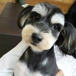 [함안길천사] <b>믹스</b>라는 이유로 선택받지 못했습니다.