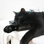 [개냥이] 상남자 <b>동구</b> 2