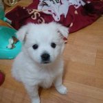 <b>삭막</b>한 가족에게 행복을준 스피츠몽이ㅎㅎ