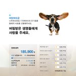 [유기견] [희망해] 유기견에게 사랑을 선물해주세요.