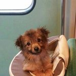 [철쭉이] 이사문제로 또다시 버려진 철쭉이 