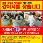 [유기견] 제발 관심 부탁드릴께요