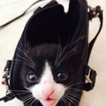 약국에서 냥줍했어요!