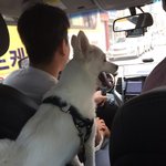 강아지목줄이<b>생명</b>이란거