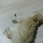 강아지 <b>비린내</b>