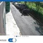 [유기견] 강아지 유기하는 모습이 저희 <b>CCTV</b>에 찍혔습니다!!!