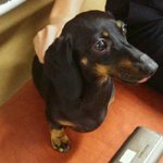 [유기견] <b>주인</b>을 찾습니다