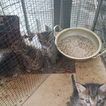 [조언부탁] 길냥이들의 삶