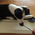 보더콜리 <b>보리</b>의 잠자는 자세 모음